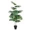 5ft. Potted Monstera Deliciosa Tree by Ashland®